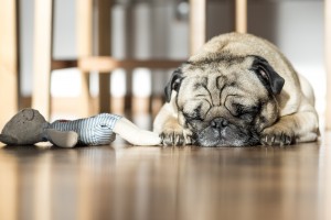 sleepy dog